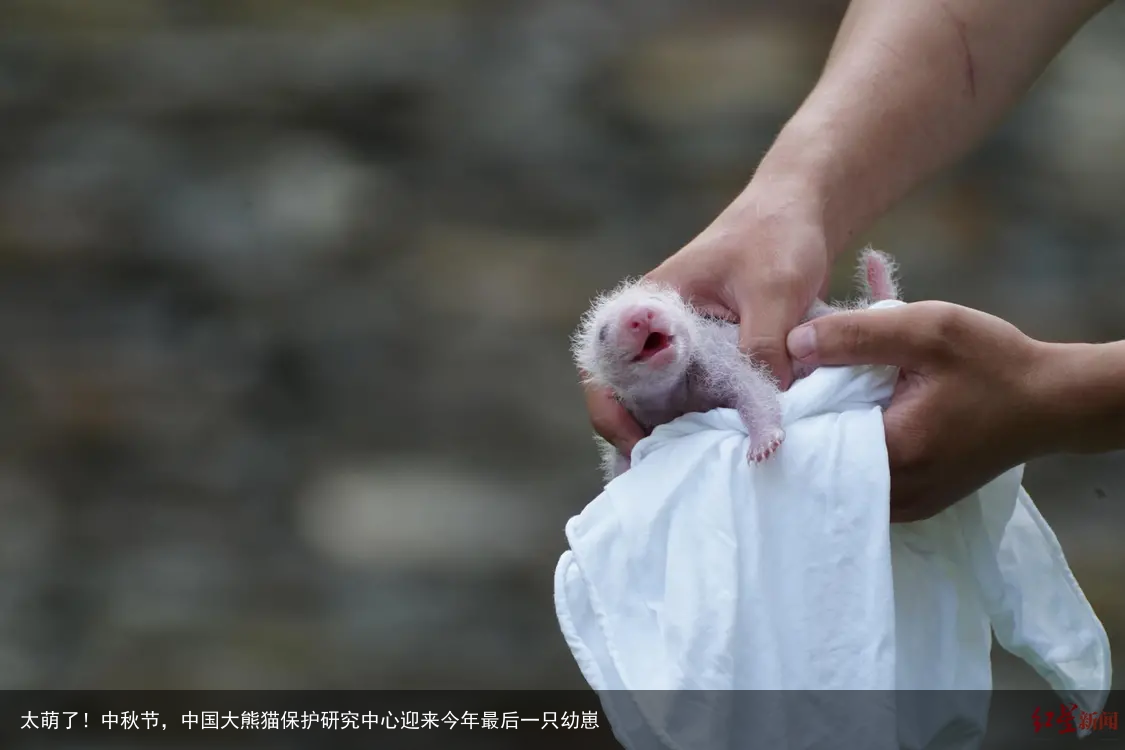 太萌了!中秋节,中国大熊猫保护研究中心迎来今年最后一只幼崽