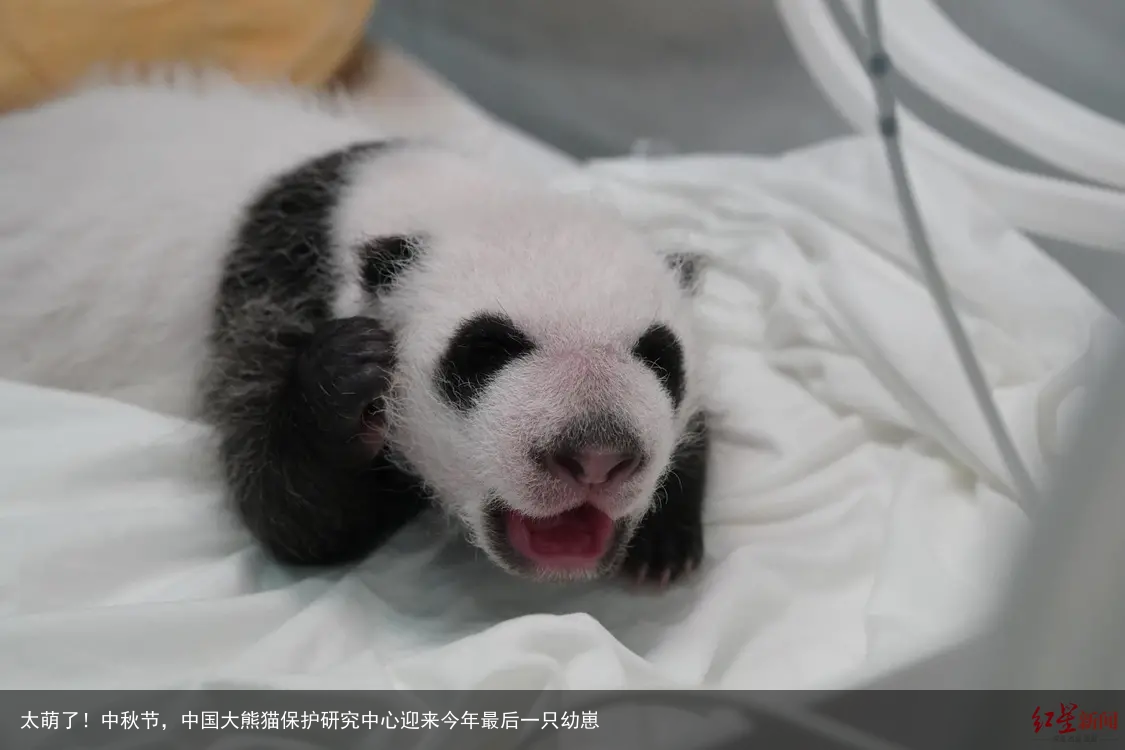 太萌了!中秋节,中国大熊猫保护研究中心迎来今年最后一只幼崽