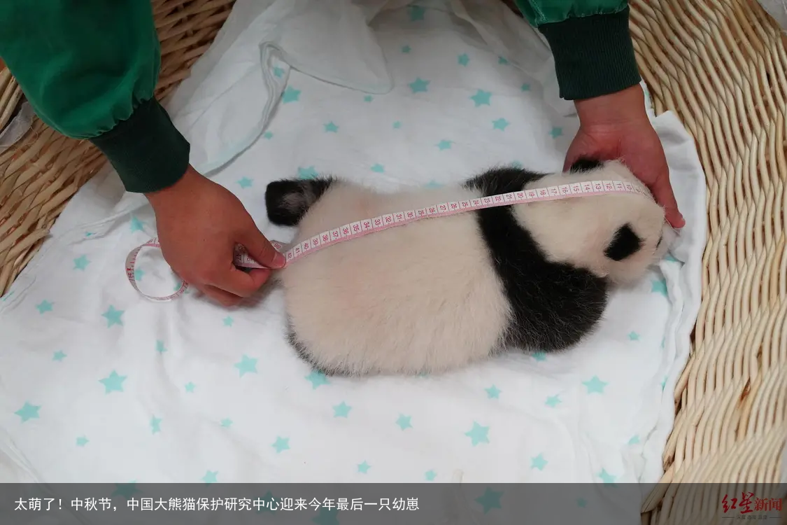 太萌了!中秋节,中国大熊猫保护研究中心迎来今年最后一只幼崽