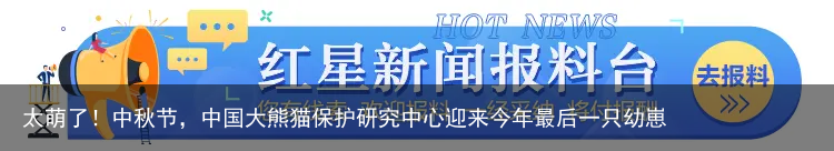 太萌了!中秋节,中国大熊猫保护研究中心迎来今年最后一只幼崽
