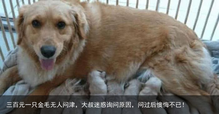 三百元一只金毛无人问津,大叔迷惑询问原因,问过后懊悔不已!