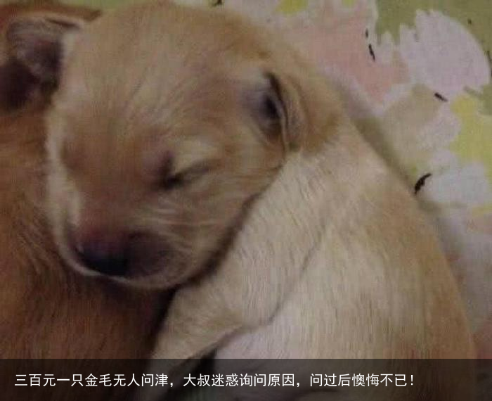 三百元一只金毛无人问津,大叔迷惑询问原因,问过后懊悔不已!