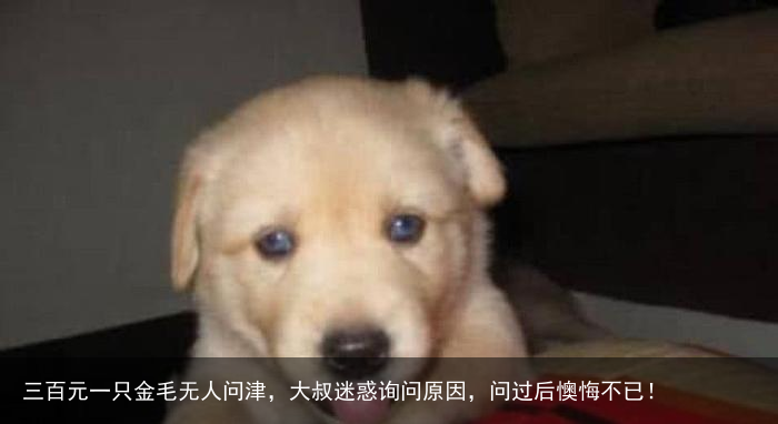 三百元一只金毛无人问津,大叔迷惑询问原因,问过后懊悔不已!