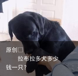 拉布拉多犬多少钱一只?
