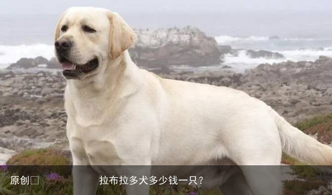 拉布拉多犬多少钱一只?