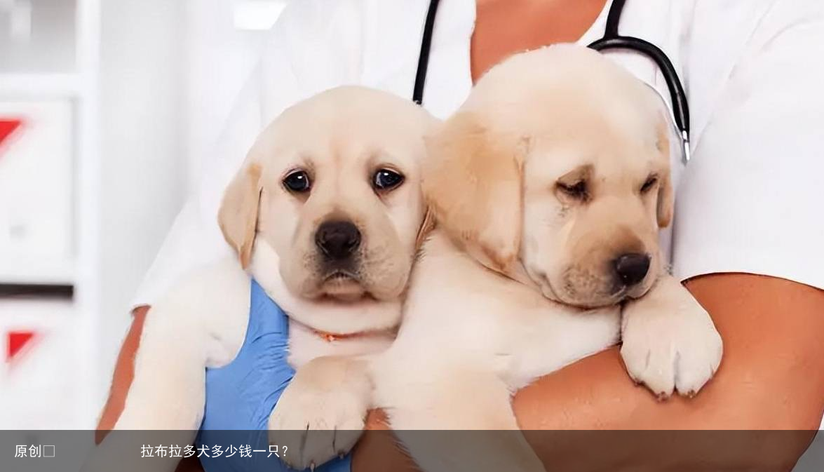 拉布拉多犬多少钱一只?