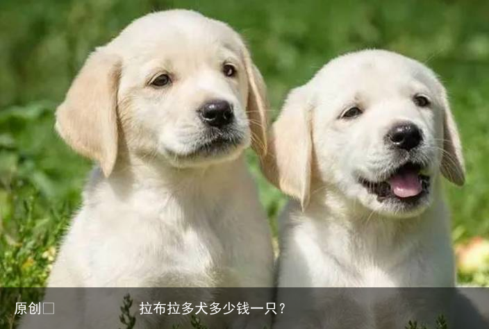 拉布拉多犬多少钱一只?