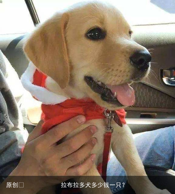 拉布拉多犬多少钱一只?