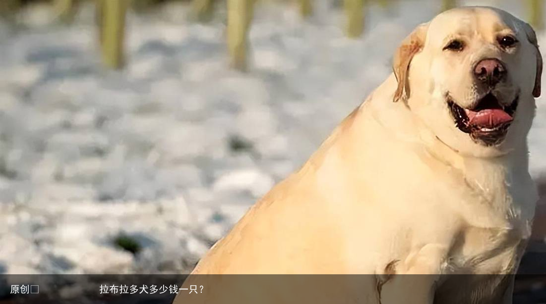 拉布拉多犬多少钱一只?