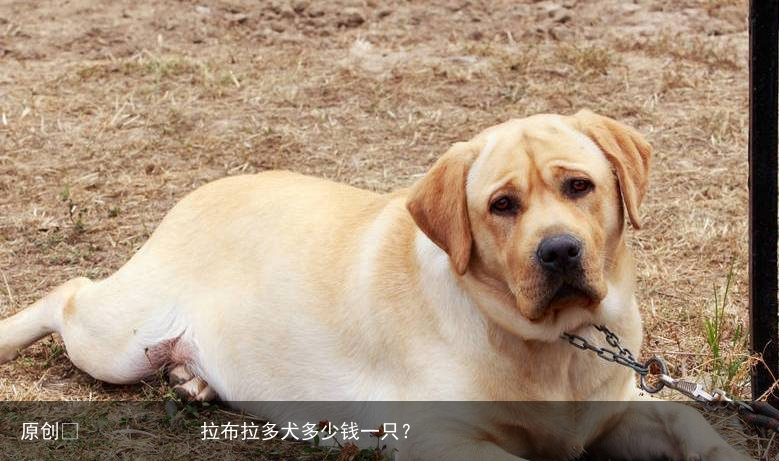 拉布拉多犬多少钱一只?