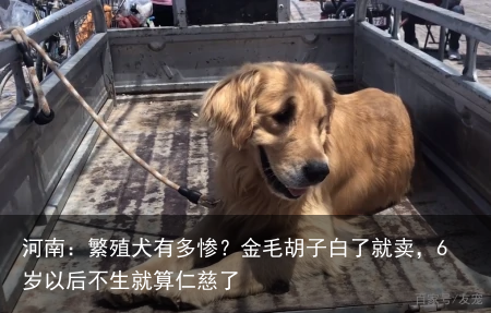 河南:繁殖犬有多惨?金毛胡子白了就卖,6岁以后不生就算仁慈了