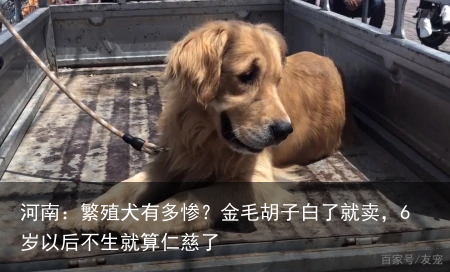 河南:繁殖犬有多惨?金毛胡子白了就卖,6岁以后不生就算仁慈了