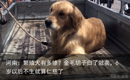河南:繁殖犬有多惨?金毛胡子白了就卖,6岁以后不生就算仁慈了