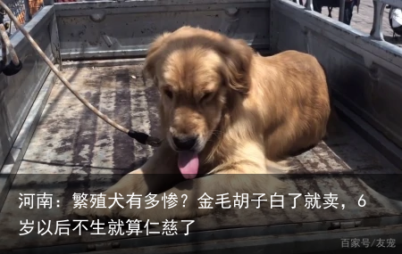 河南:繁殖犬有多惨?金毛胡子白了就卖,6岁以后不生就算仁慈了