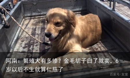 河南:繁殖犬有多惨?金毛胡子白了就卖,6岁以后不生就算仁慈了