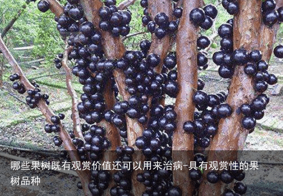 哪些果树既有观赏价值还可以用来治病-具有观赏性的果树品种