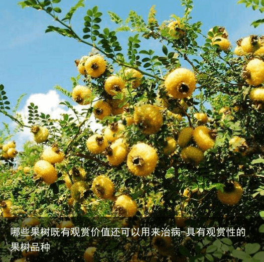 哪些果树既有观赏价值还可以用来治病-具有观赏性的果树品种