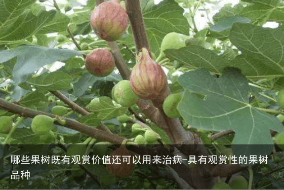 哪些果树既有观赏价值还可以用来治病-具有观赏性的果树品种