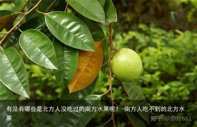 有没有哪些是北方人没吃过的南方水果呢?-南方人吃不到的北方水果