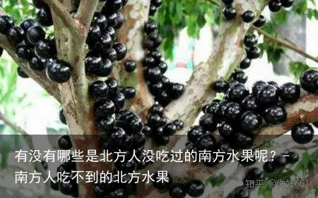 有没有哪些是北方人没吃过的南方水果呢?-南方人吃不到的北方水果