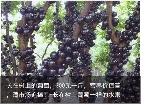 长在树上的葡萄,300元一斤,营养价值高,遭市场追捧!-长在树上葡萄一样的水果