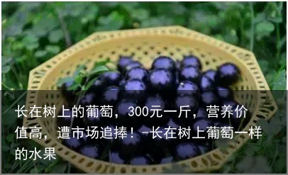 长在树上的葡萄,300元一斤,营养价值高,遭市场追捧!-长在树上葡萄一样的水果