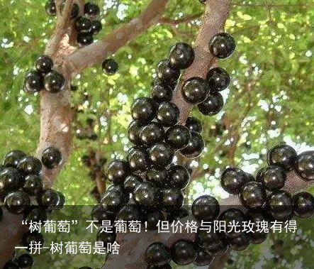 “树葡萄”不是葡萄!但价格与阳光玫瑰有得一拼-树葡萄是啥