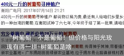 “树葡萄”不是葡萄!但价格与阳光玫瑰有得一拼-树葡萄是啥