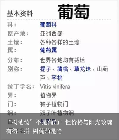 “树葡萄”不是葡萄!但价格与阳光玫瑰有得一拼-树葡萄是啥