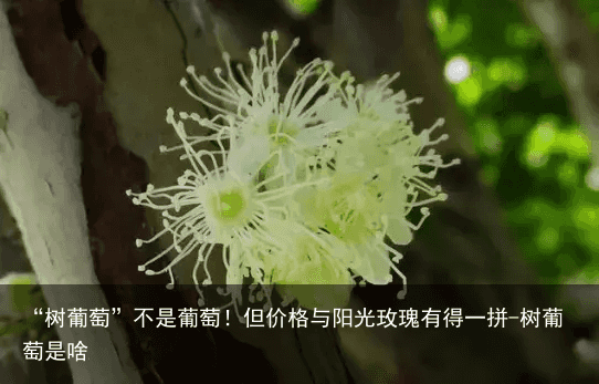 “树葡萄”不是葡萄!但价格与阳光玫瑰有得一拼-树葡萄是啥