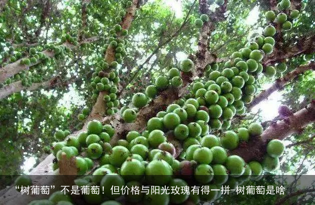 “树葡萄”不是葡萄!但价格与阳光玫瑰有得一拼-树葡萄是啥