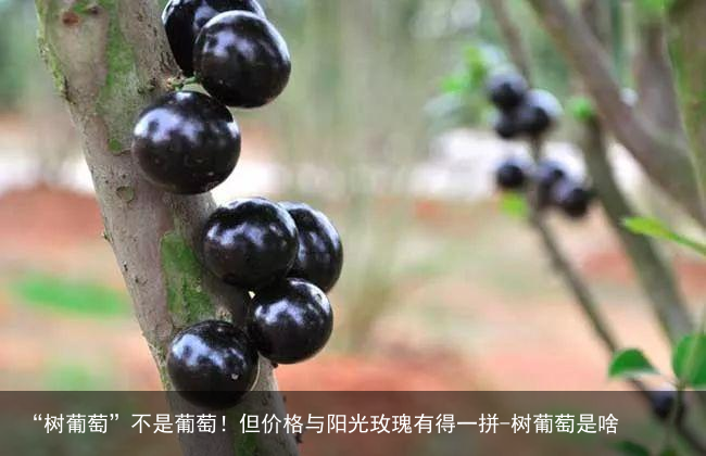 “树葡萄”不是葡萄!但价格与阳光玫瑰有得一拼-树葡萄是啥