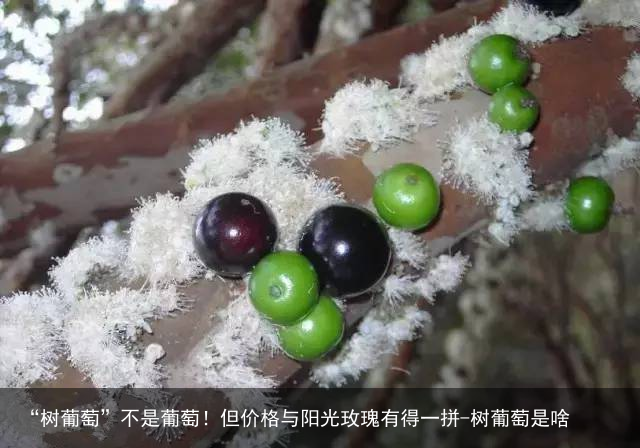 “树葡萄”不是葡萄!但价格与阳光玫瑰有得一拼-树葡萄是啥