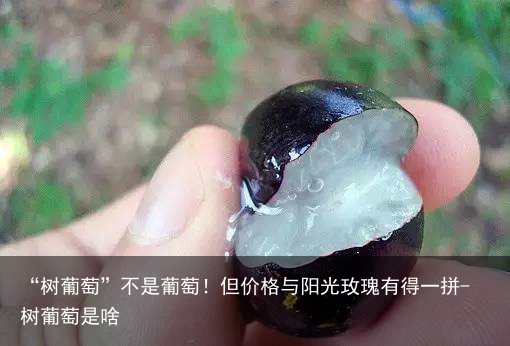 “树葡萄”不是葡萄!但价格与阳光玫瑰有得一拼-树葡萄是啥