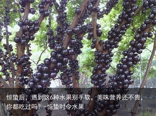 惊蛰后,遇到这6种水果别手软,美味营养还不贵,你都吃过吗?-惊蛰时令水果