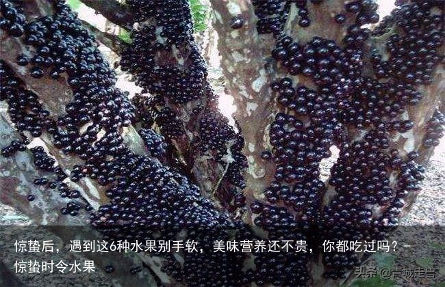 惊蛰后,遇到这6种水果别手软,美味营养还不贵,你都吃过吗?-惊蛰时令水果