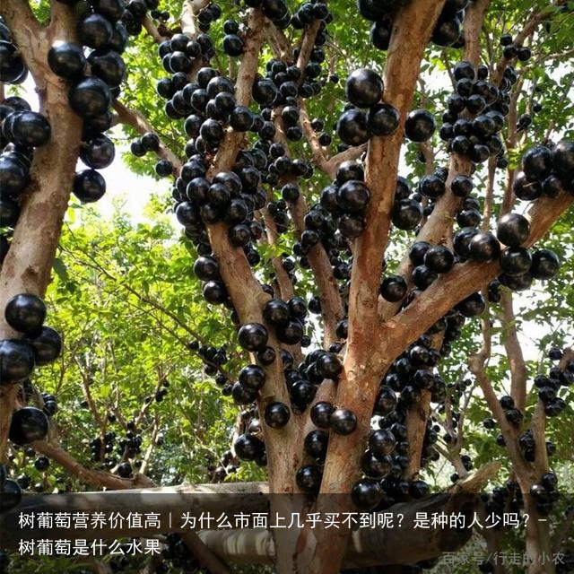 树葡萄营养价值高|为什么市面上几乎买不到呢?是种的人少吗?-树葡萄是什么水果