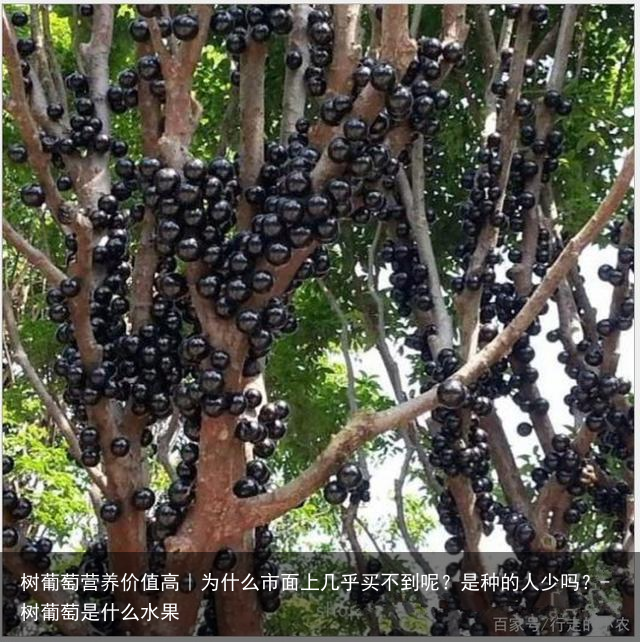 树葡萄营养价值高|为什么市面上几乎买不到呢?是种的人少吗?-树葡萄是什么水果