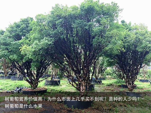 树葡萄营养价值高|为什么市面上几乎买不到呢?是种的人少吗?-树葡萄是什么水果