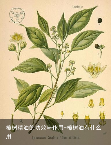 樟树精油的功效与作用-樟树油有什么用