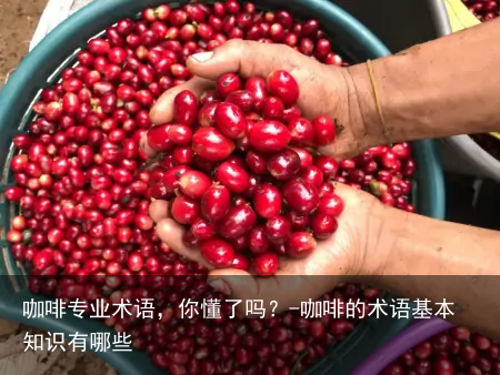 咖啡专业术语,你懂了吗?-咖啡的术语基本知识有哪些