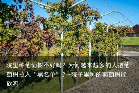院里种葡萄树不好吗?为何越来越多的人把葡萄树拉入“黑名单”?-院子里种的葡萄树能砍吗