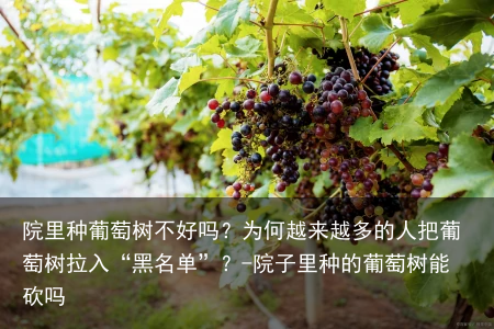 院里种葡萄树不好吗?为何越来越多的人把葡萄树拉入“黑名单”?-院子里种的葡萄树能砍吗