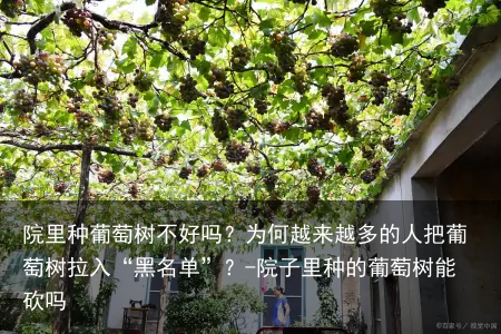 院里种葡萄树不好吗?为何越来越多的人把葡萄树拉入“黑名单”?-院子里种的葡萄树能砍吗