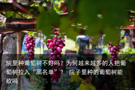 院里种葡萄树不好吗?为何越来越多的人把葡萄树拉入“黑名单”?-院子里种的葡萄树能砍吗