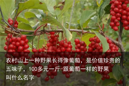 农村山上一种野果长得像葡萄,是价值珍贵的五味子,100多元一斤-跟葡萄一样的野果叫什么名字