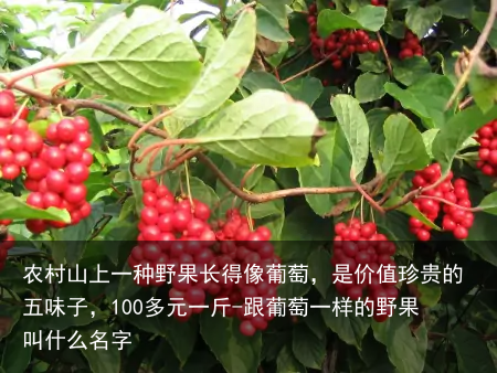 农村山上一种野果长得像葡萄,是价值珍贵的五味子,100多元一斤-跟葡萄一样的野果叫什么名字