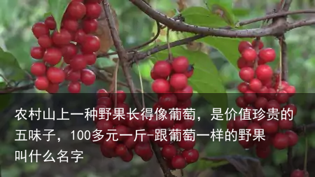 农村山上一种野果长得像葡萄,是价值珍贵的五味子,100多元一斤-跟葡萄一样的野果叫什么名字