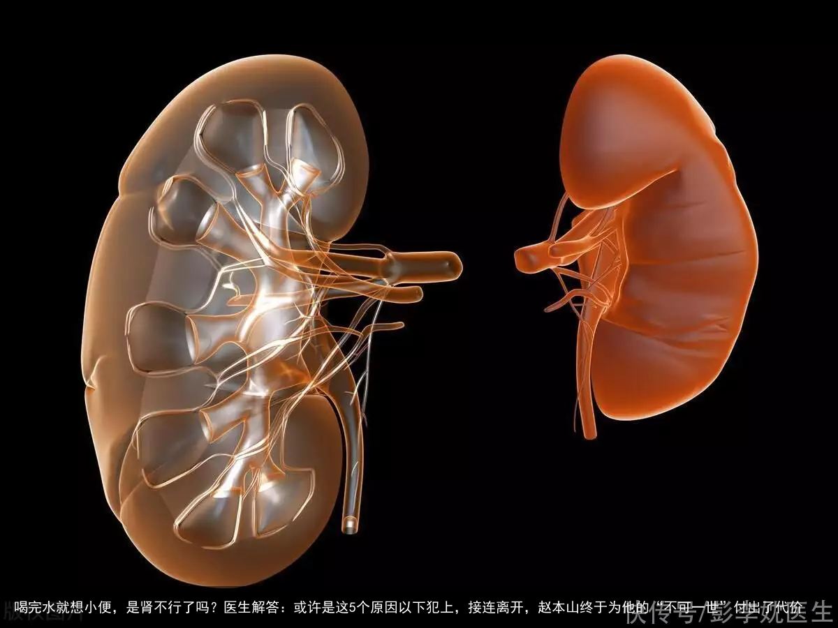 喝完水就想小便,是肾不行了吗?医生解答:或许是这5个原因