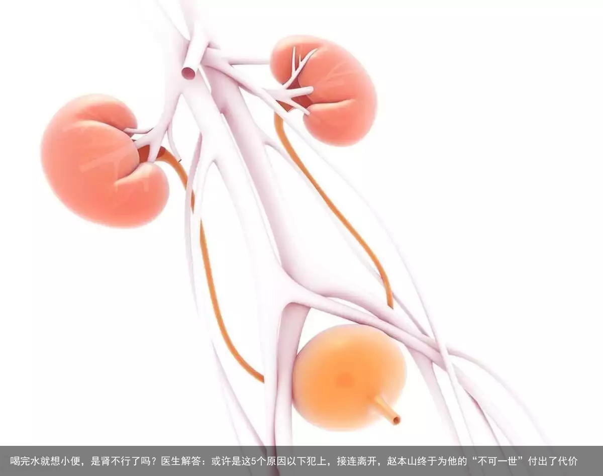 喝完水就想小便,是肾不行了吗?医生解答:或许是这5个原因